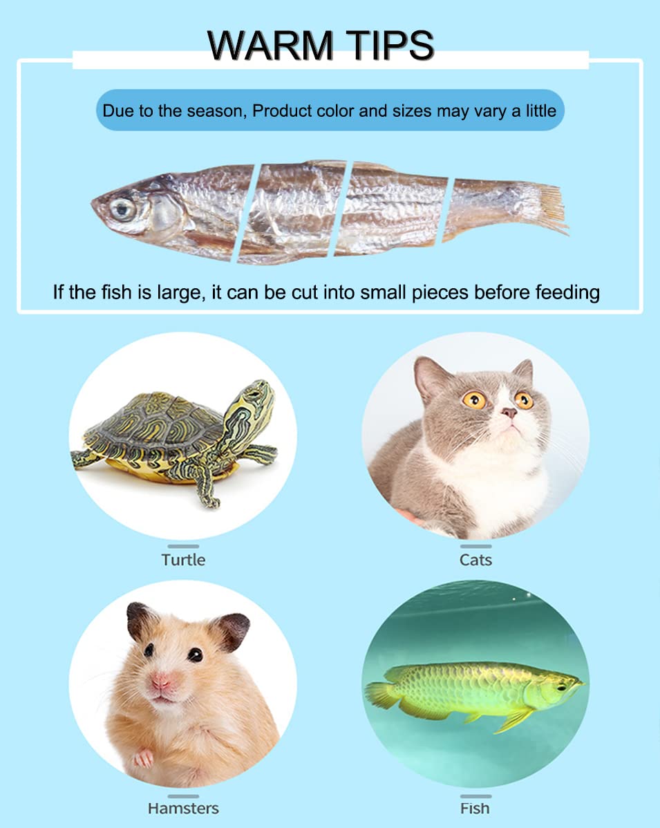 BNYEE turtle-diet image demonstrates a protein-rich option for turtles and terrapins.