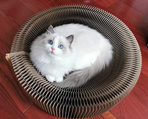 BobbyPet floor placement demonstrates spacious, inviting scratching area.
