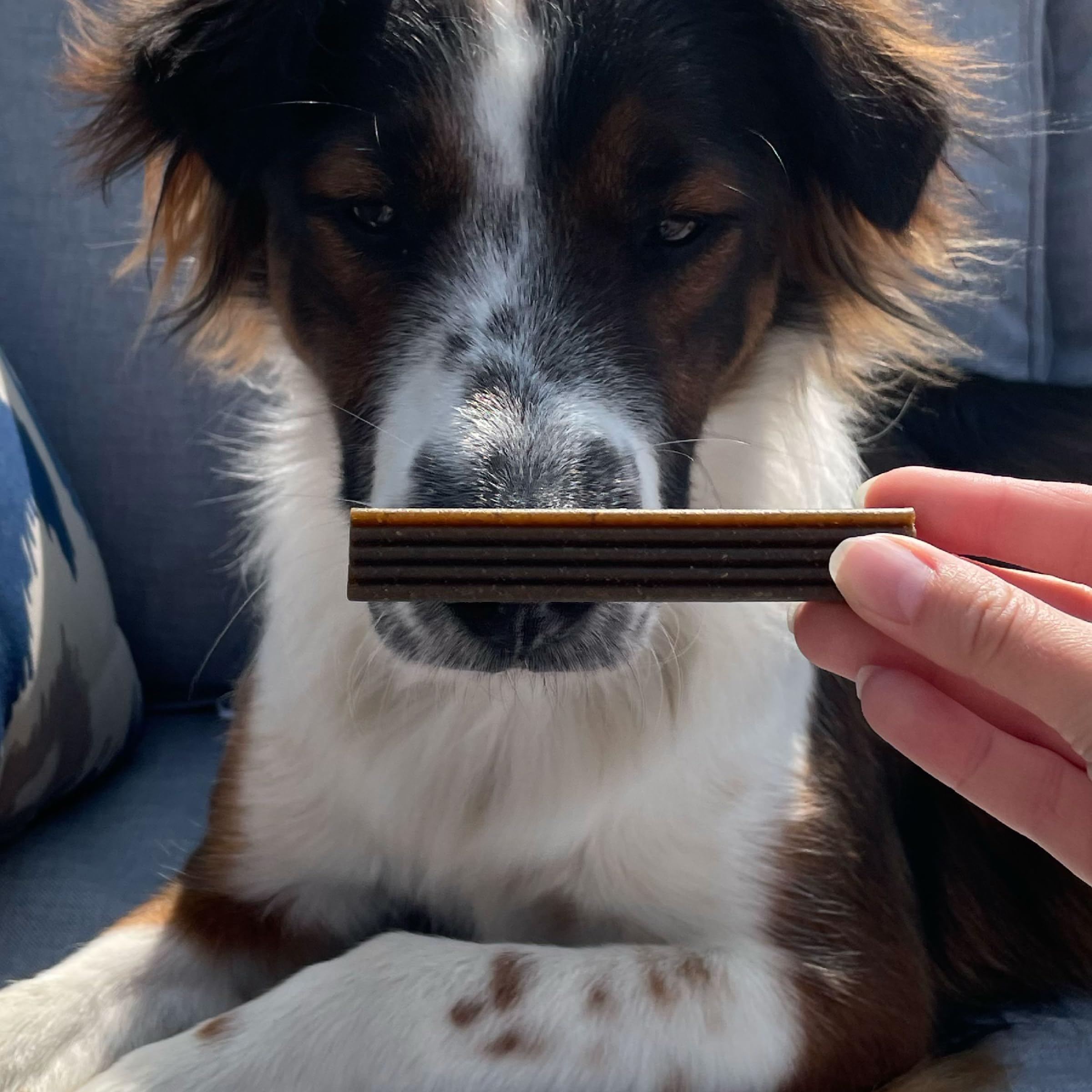 Bocce's Bakery Brushy Sticks made in the USA with simple ingredients.