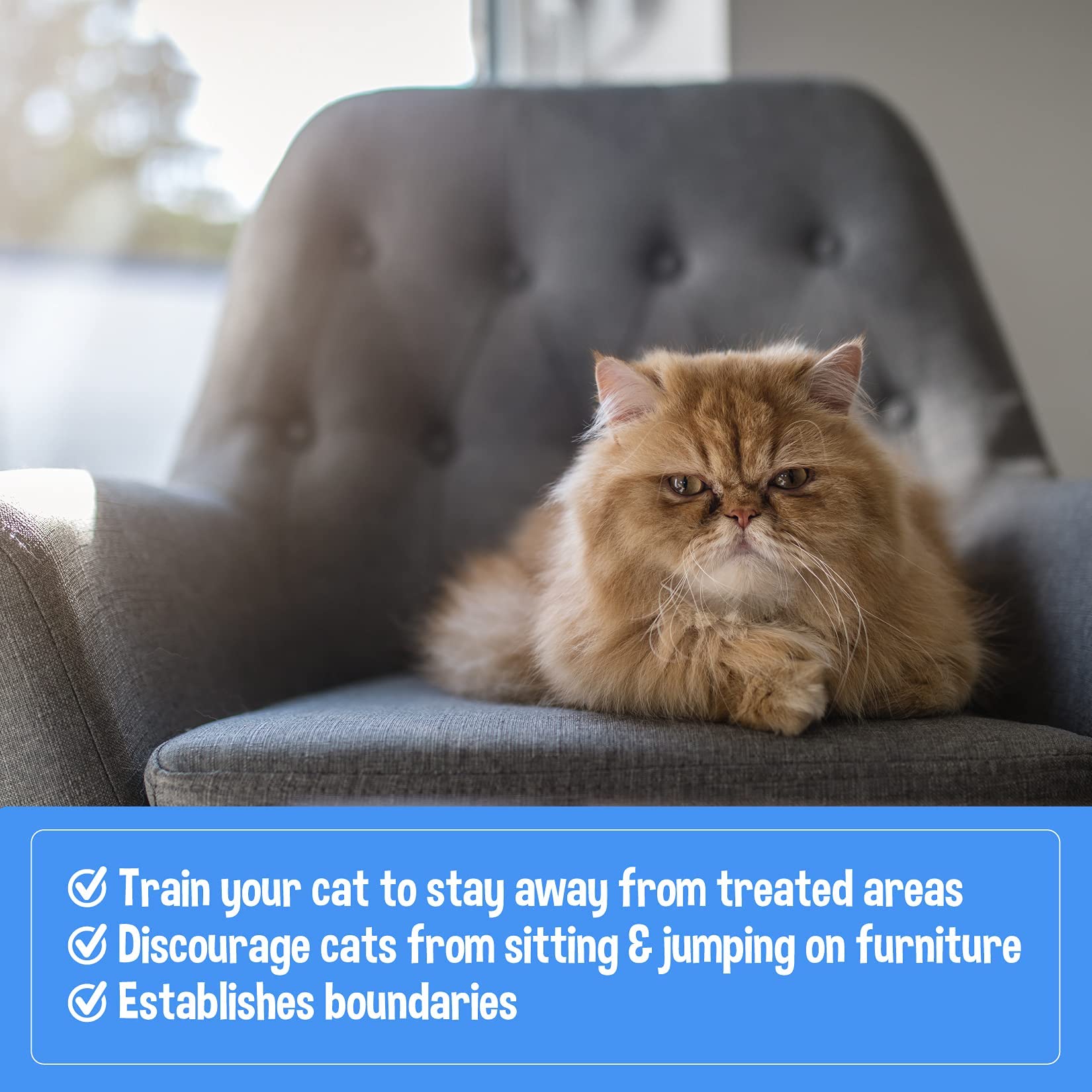Bodhi Dog eco-packaging highlights sustainable, cruelty-free pet care