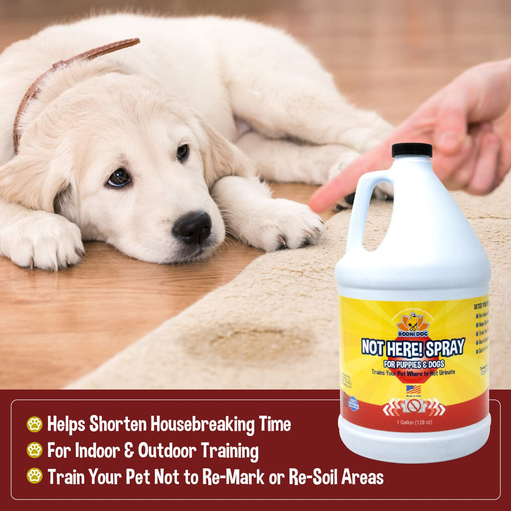 Bodhi Dog Not Here! spray in indoor-outdoor training scenario with a dog.