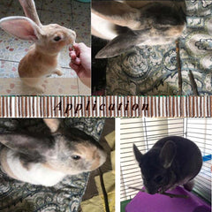 Bojafa Apple Sticks for guinea pigs, natural chew and enrichment