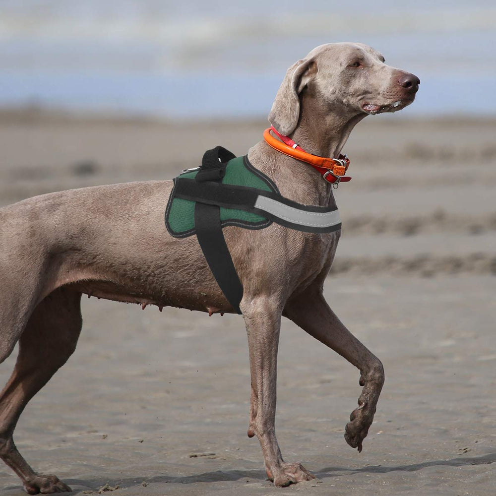 Bolux harness with D-ring leash attachment for versatile walks.
