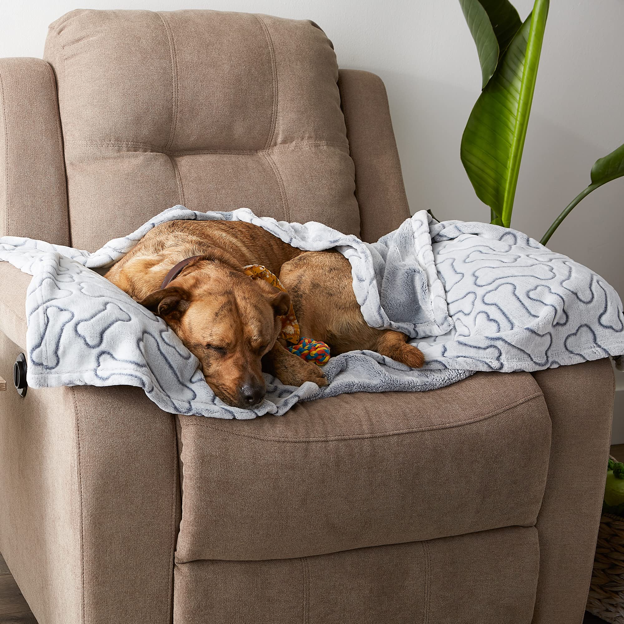 On the couch, the Bone Dry blanket protects furniture while pets relax.