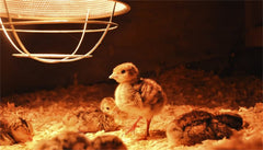 BONGBADA 125W red heat lamp with 120V supply and E26 base for easy install.