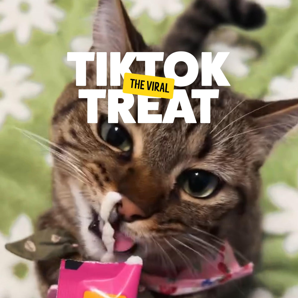 Bonkers Licky Tubes handheld bonding moment with your cat
