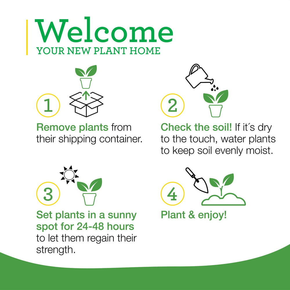 Bonnie Plants catnip packaging ready-to-plant in your garden.
