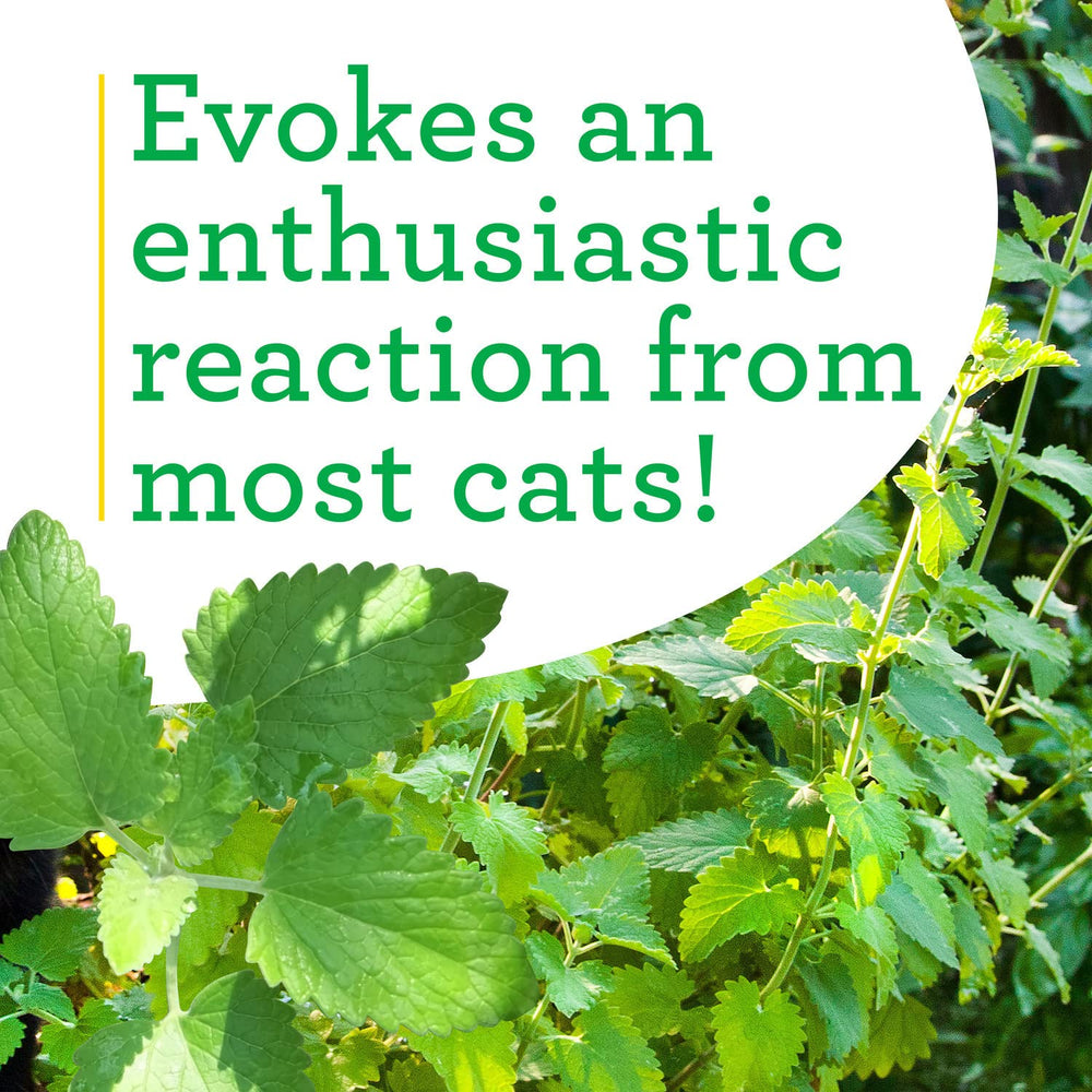 Bonnie Plants catnip summer flowers showy clusters for garden beauty.