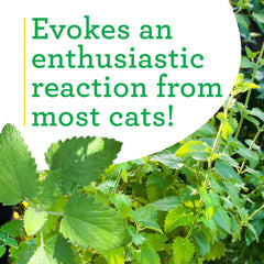 Bonnie Plants catnip summer flowers showy clusters for garden beauty.