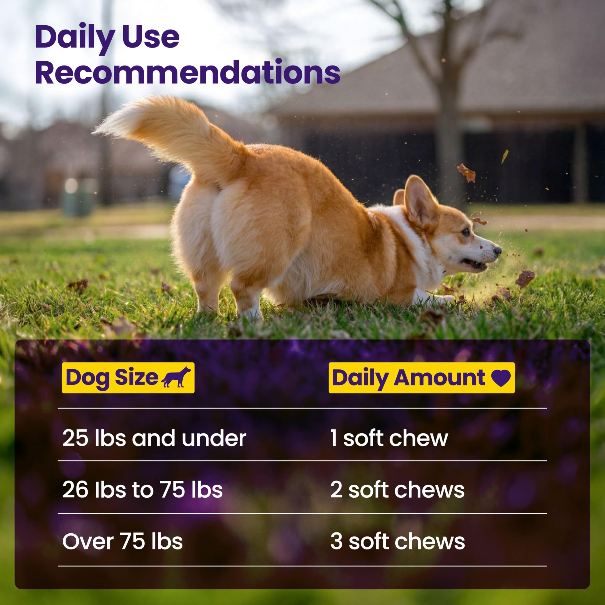Boops Pets daily mobility support for walking, running, and play
