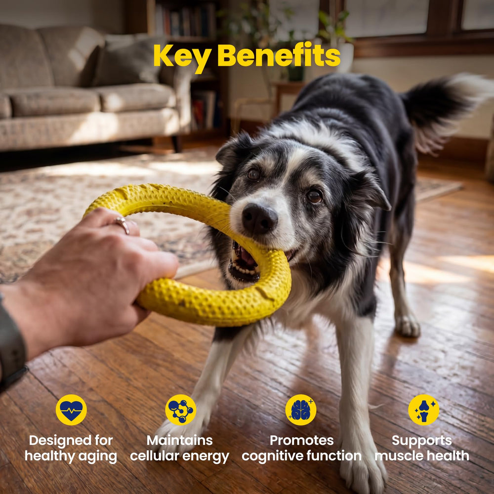 Boops Pets NAD+ close-up with resveratrol and quercetin ingredient notes.