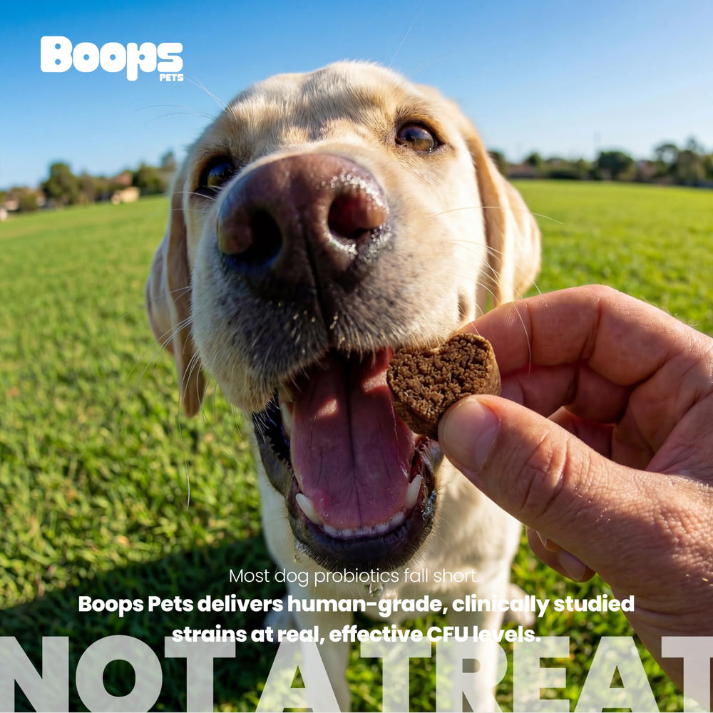 Probiotic chews beside dog food at mealtime.