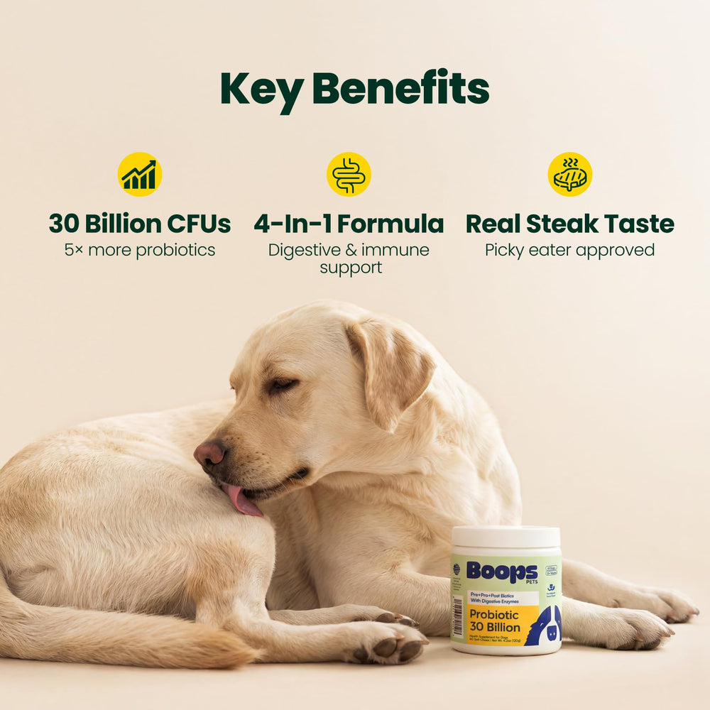 Dog enjoying filet mignon flavored probiotic chews.