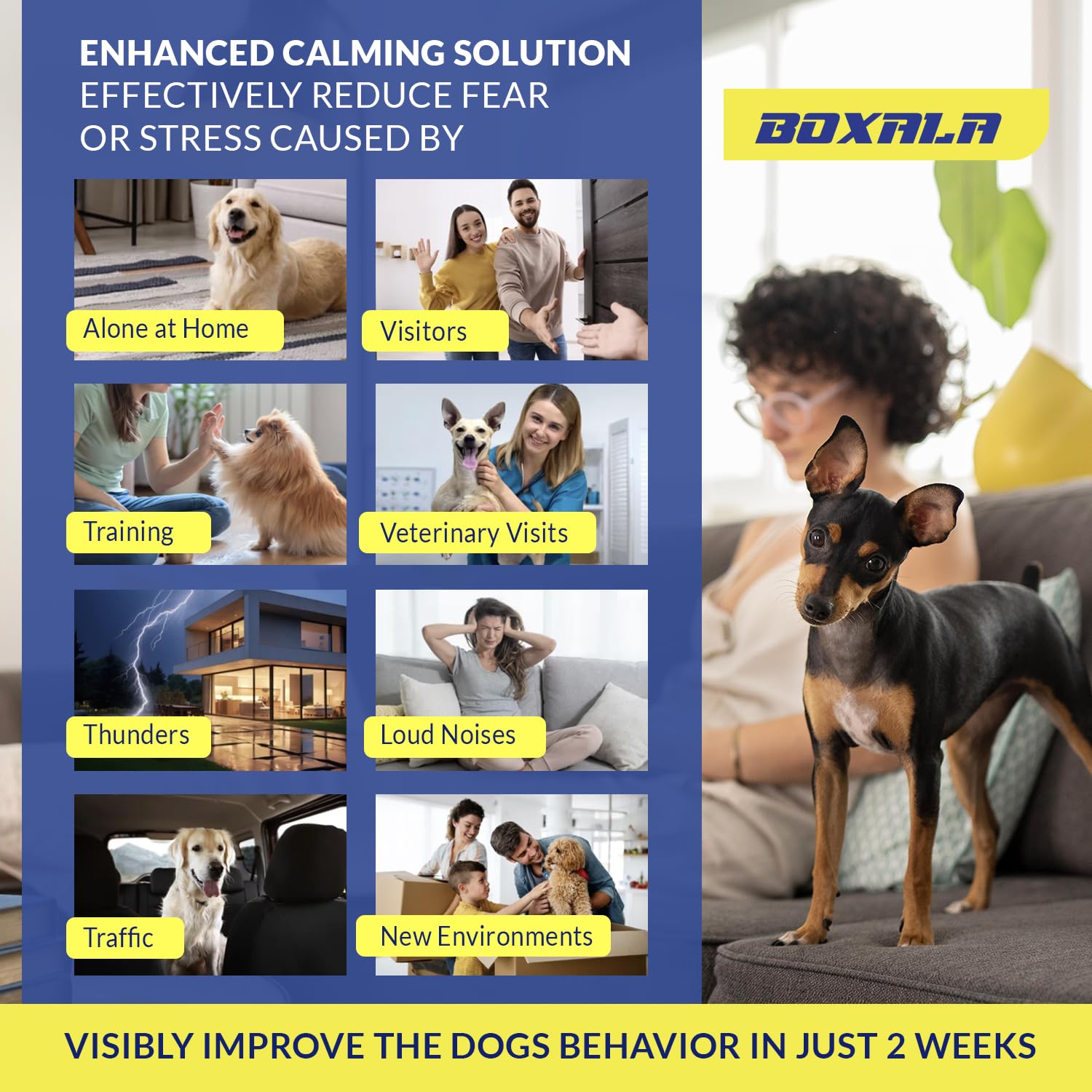Boxala dog relaxed after using calming diffuser in living room