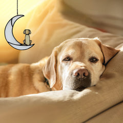 BOXCASA sunlit dog suncatcher glows when sunlight passes through colors