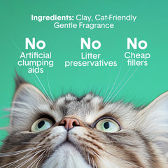 Boxiecat Gently Scented dust-free closeup with minimal tracking for cleaner floors.
