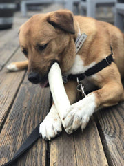 Brazilian Pet Premium Retriever Rolls dog chewing session, long lasting natural treat