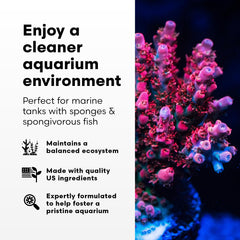 Brightwell SpongExcel sponge growth close-up in reef tank context