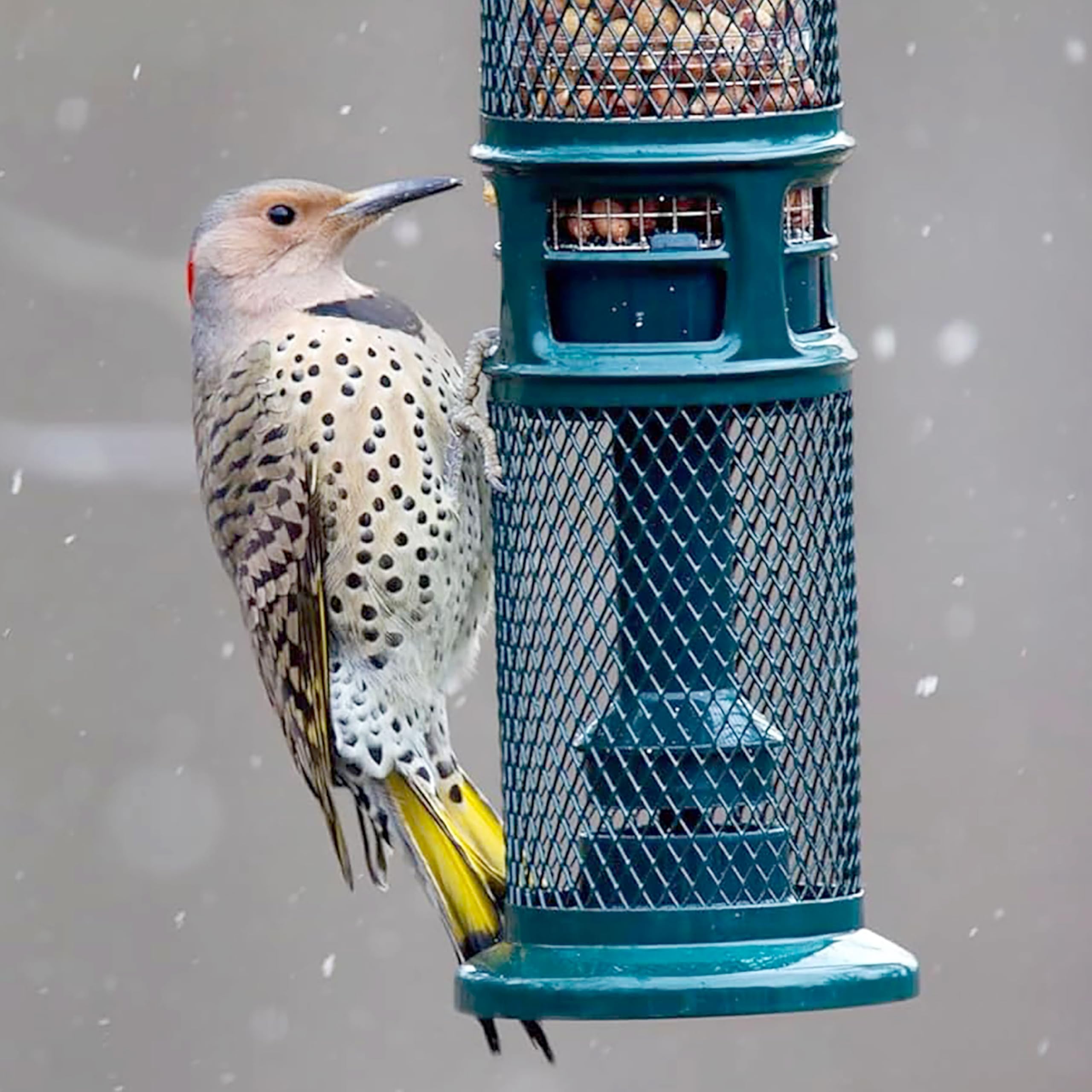 Brome Squirrel Buster Nut Feeder attracts birds while deterring pests.