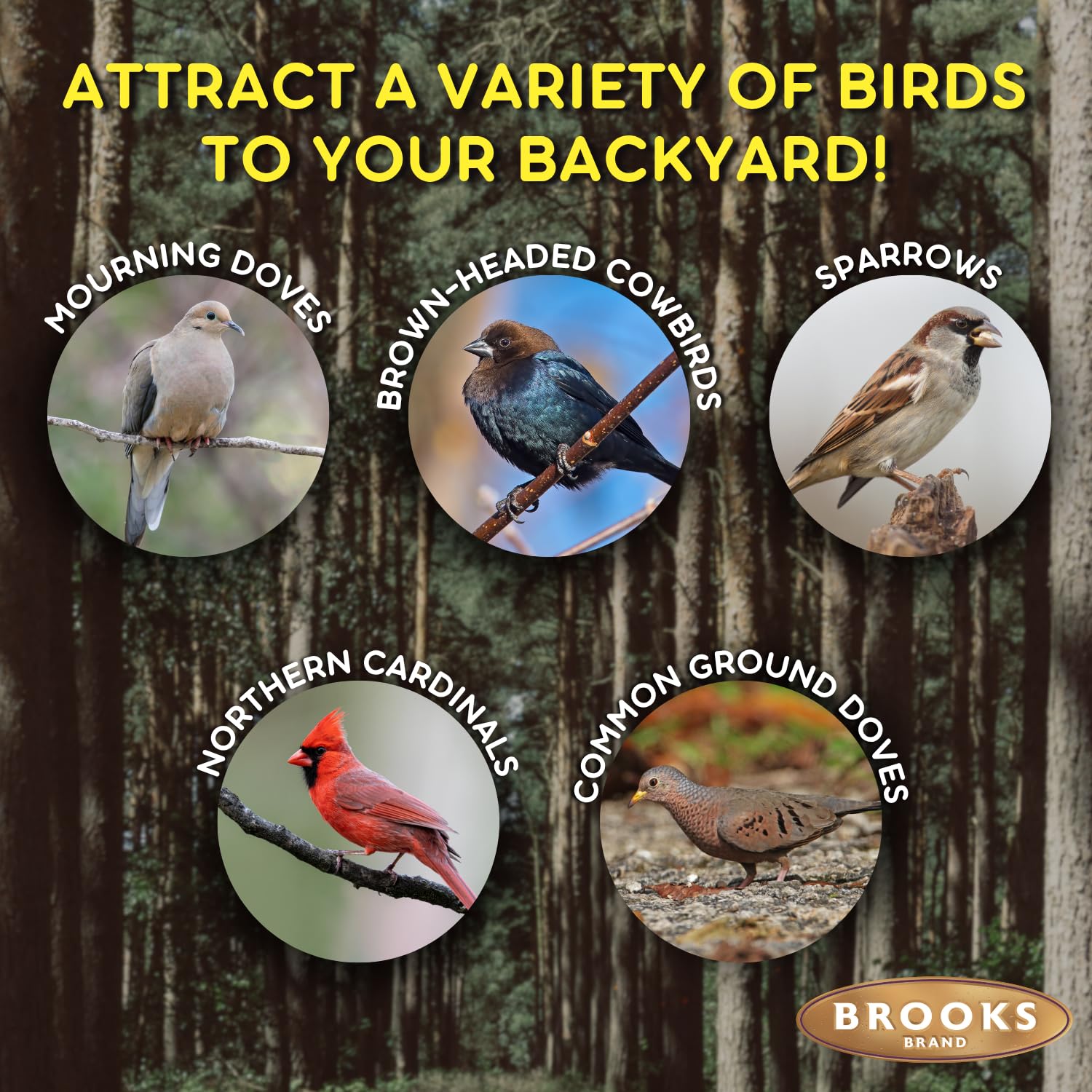 Brooks Brand pigeon food seed mix supports year-round ground feeding.