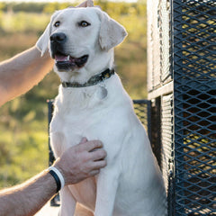 Browning Classic Performance Collar with adjustable buckle ensures secure fit