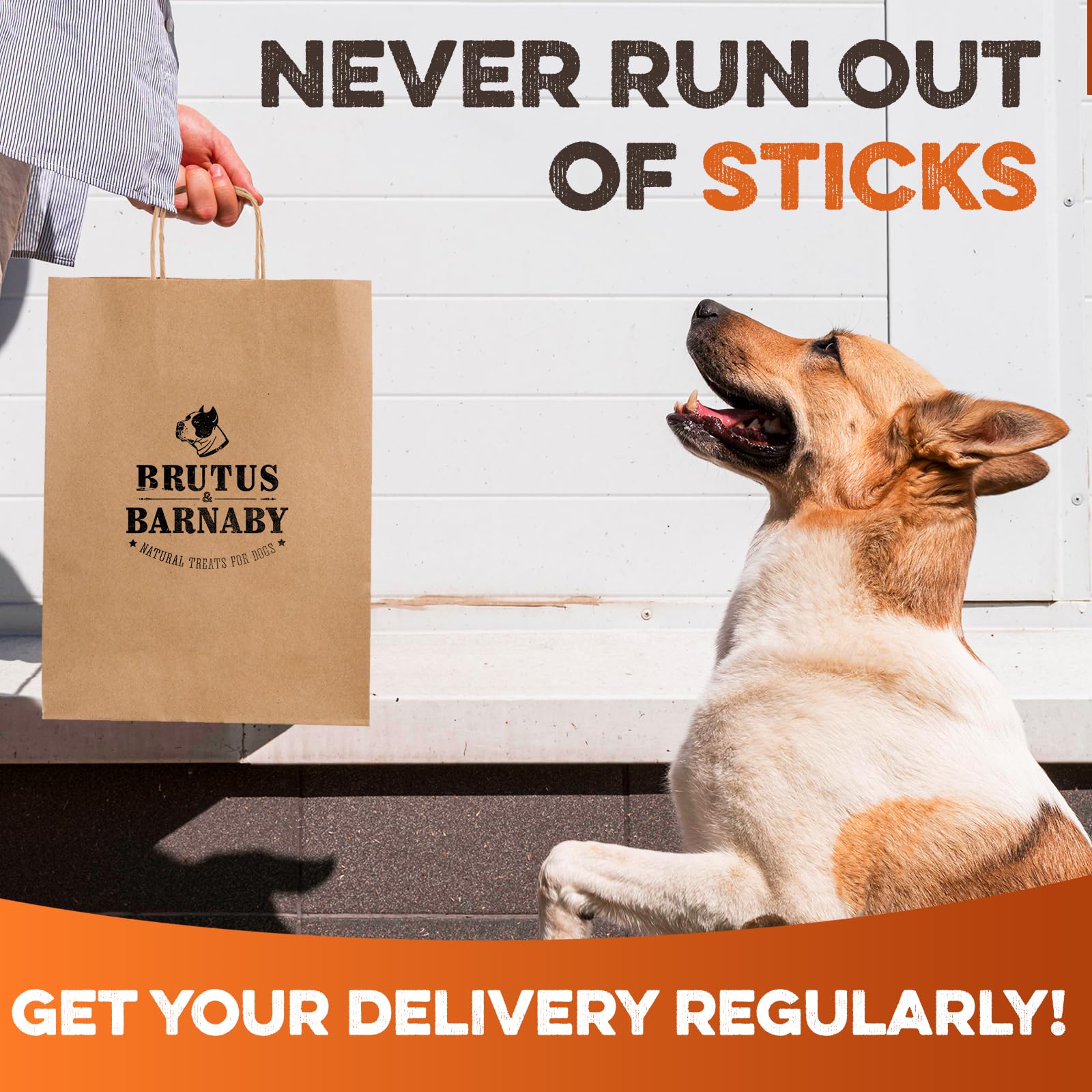 BRUTUS AND BARNABY 6-Inch Bully Stick suitable for dogs of all sizes.
