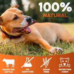 BRUTUS AND BARNABY 6-Inch Bully Stick thick-cut for powerful chewers.