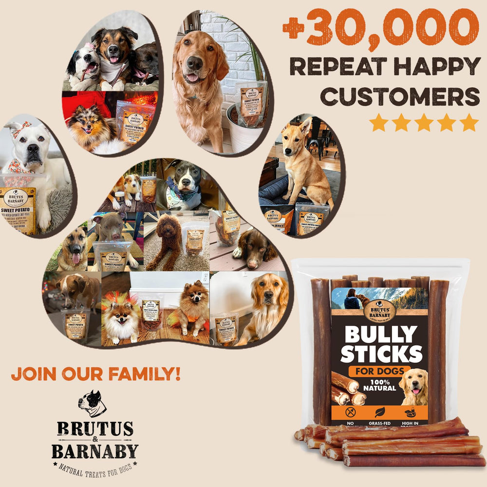 Large-dog power chewer BRUTUS & BARNABY 6-inch bully stick.