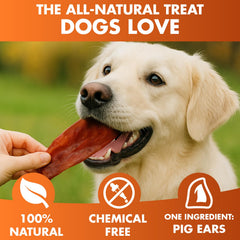Brutus & Barnaby pig ears, whole or halves, ideal for longer-lasting treats