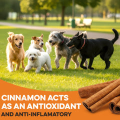 BRUTUS & BARNABY pumpkin fiber treats for digestive balance