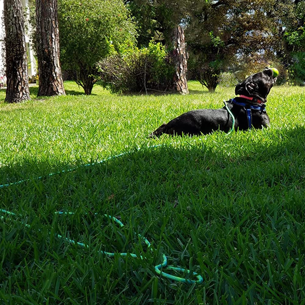 BTINESFUL 12ft green dog tether for patios with quick access.