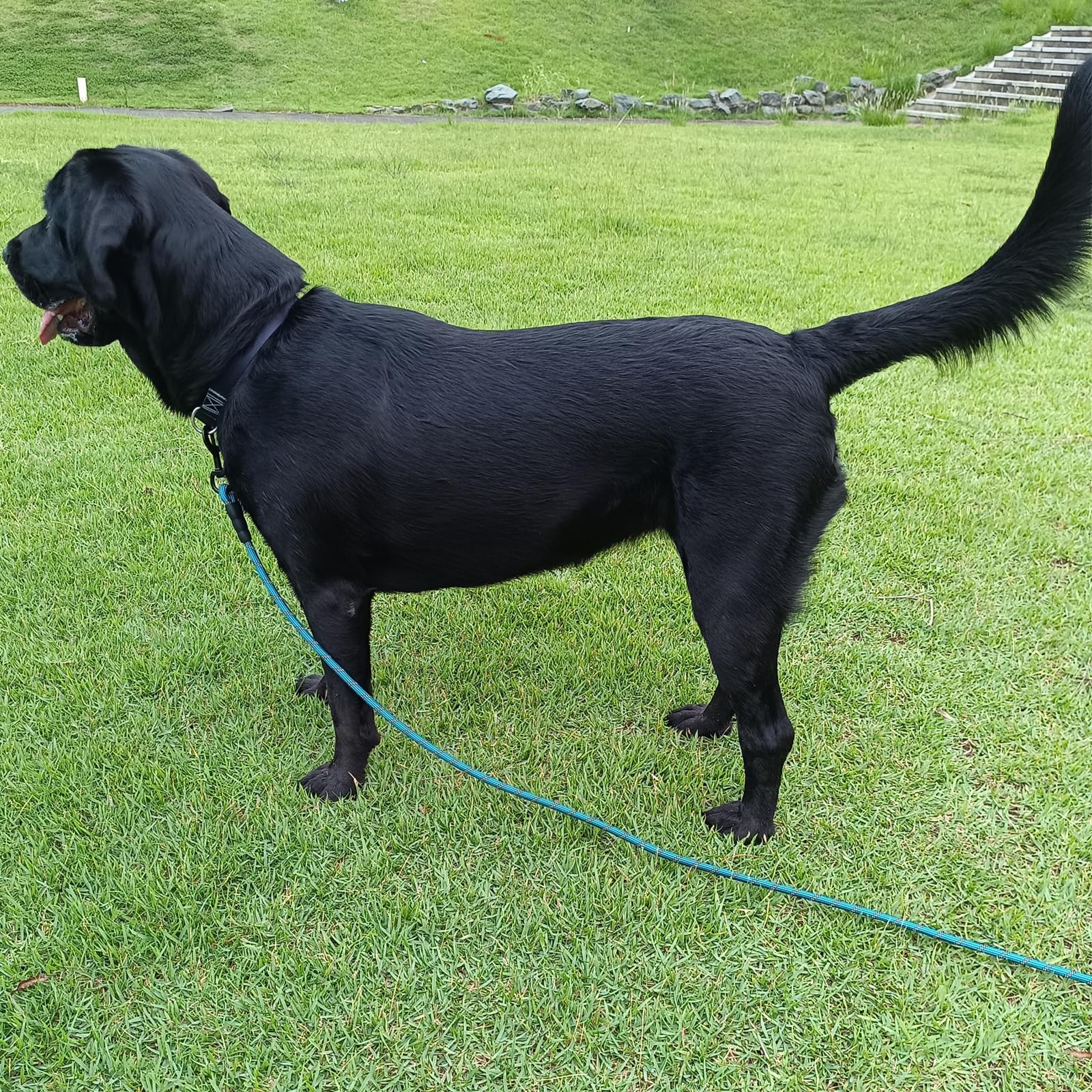 BTINESFUL long dog leash reflective strips visible at dusk