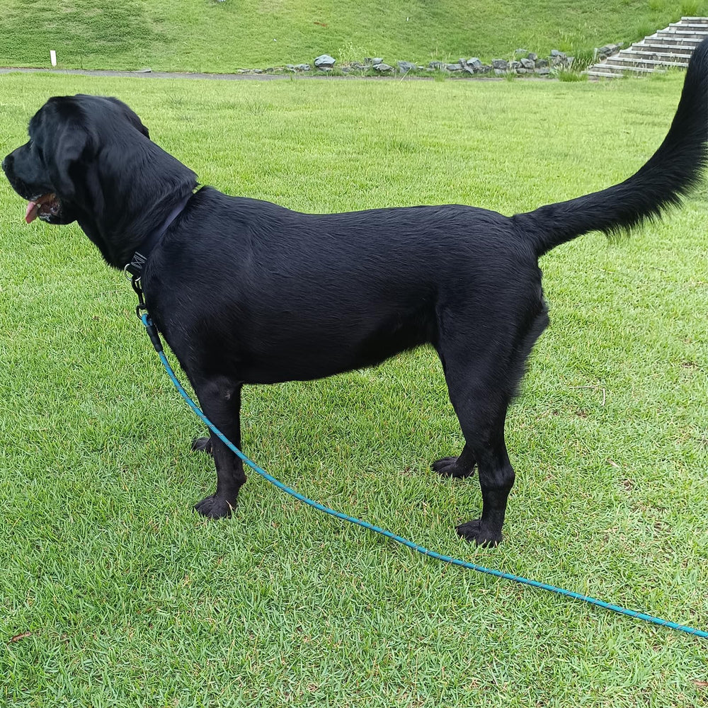 BTINESFUL long dog leash reflective strips visible at dusk