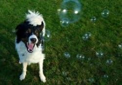 Bubbletastic dog bubble play collection showcases versatile bubble activities