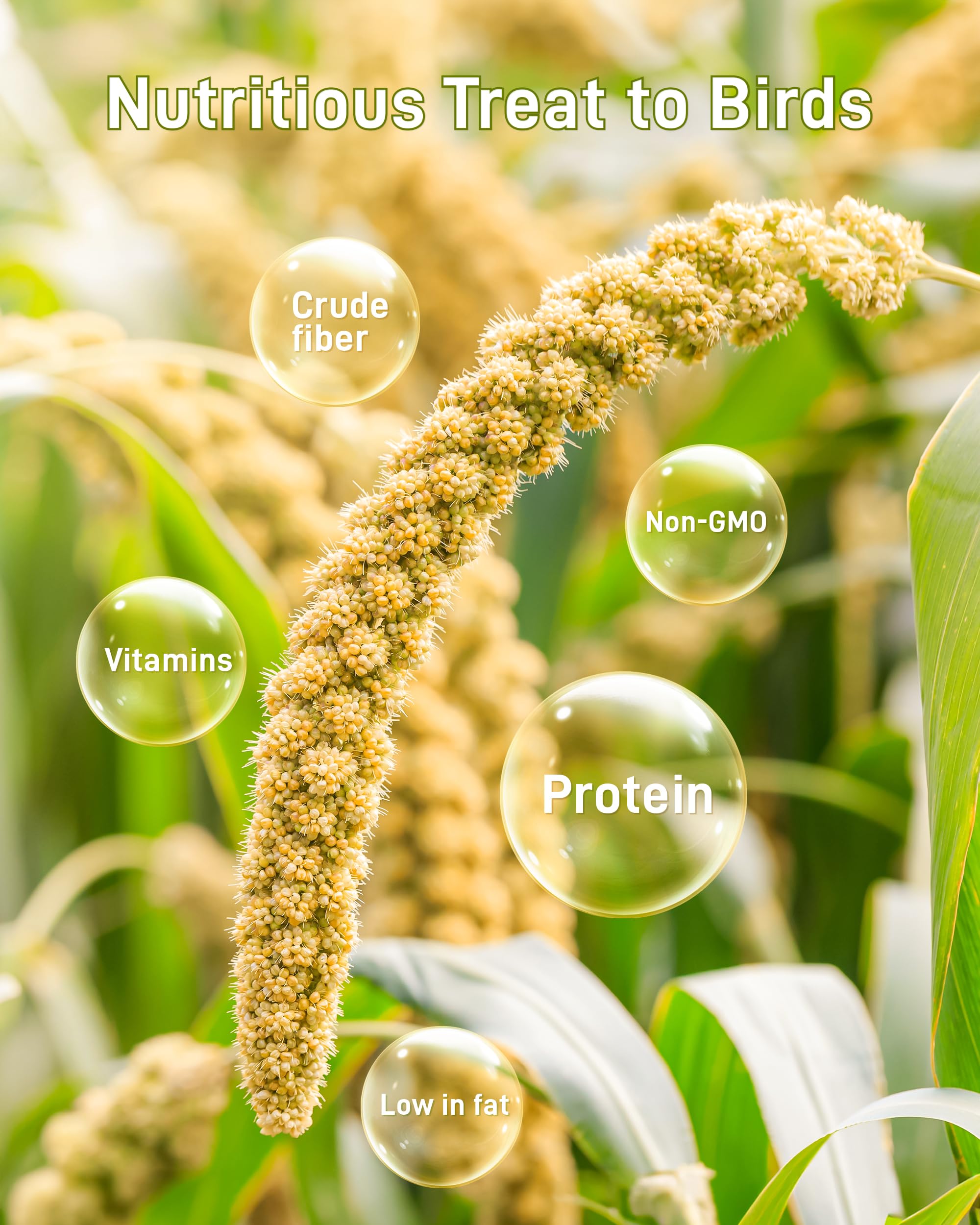 BUCATSTATE hand-harvested millet treats ready for quick feeding
