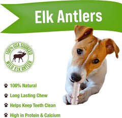 Buck Bone Organics elk antler splits, 4-inch length, ideal for small dogs.