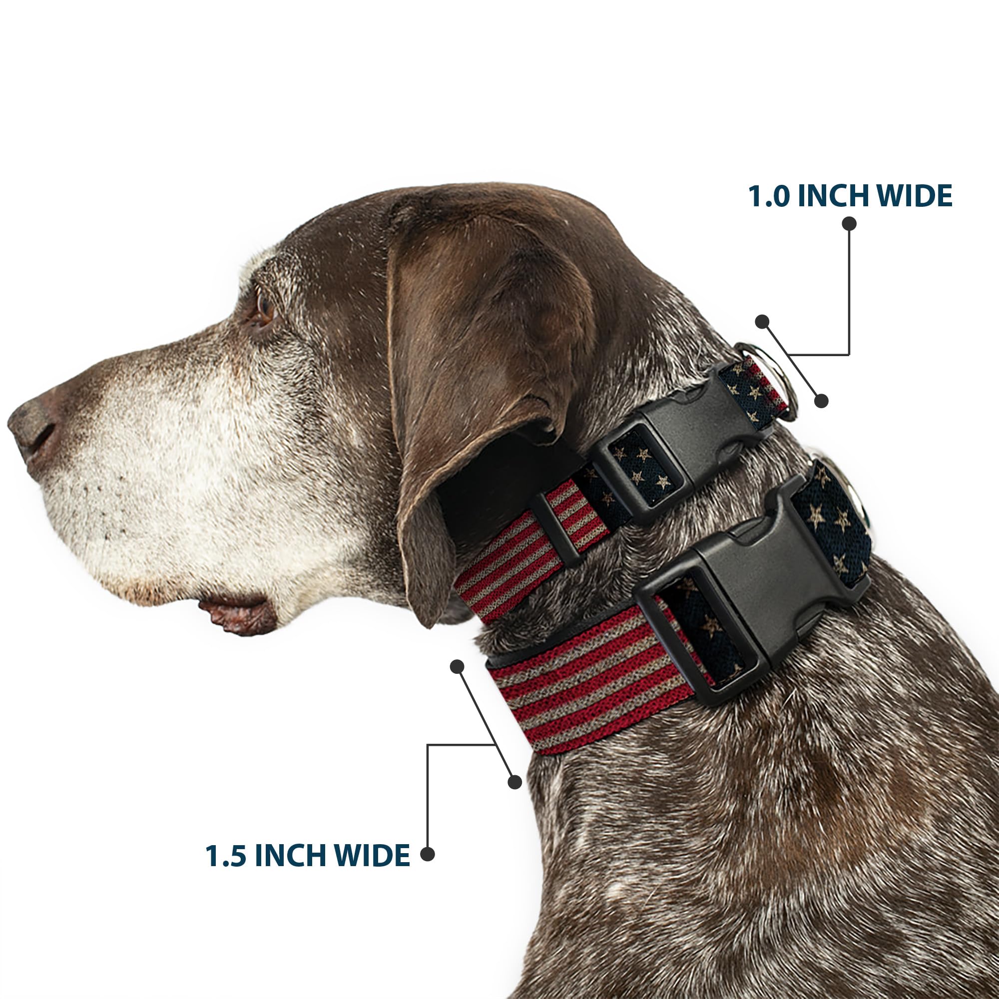 Closeup of Buckle-Down collar buckle showing sturdy hardware for secure walks.