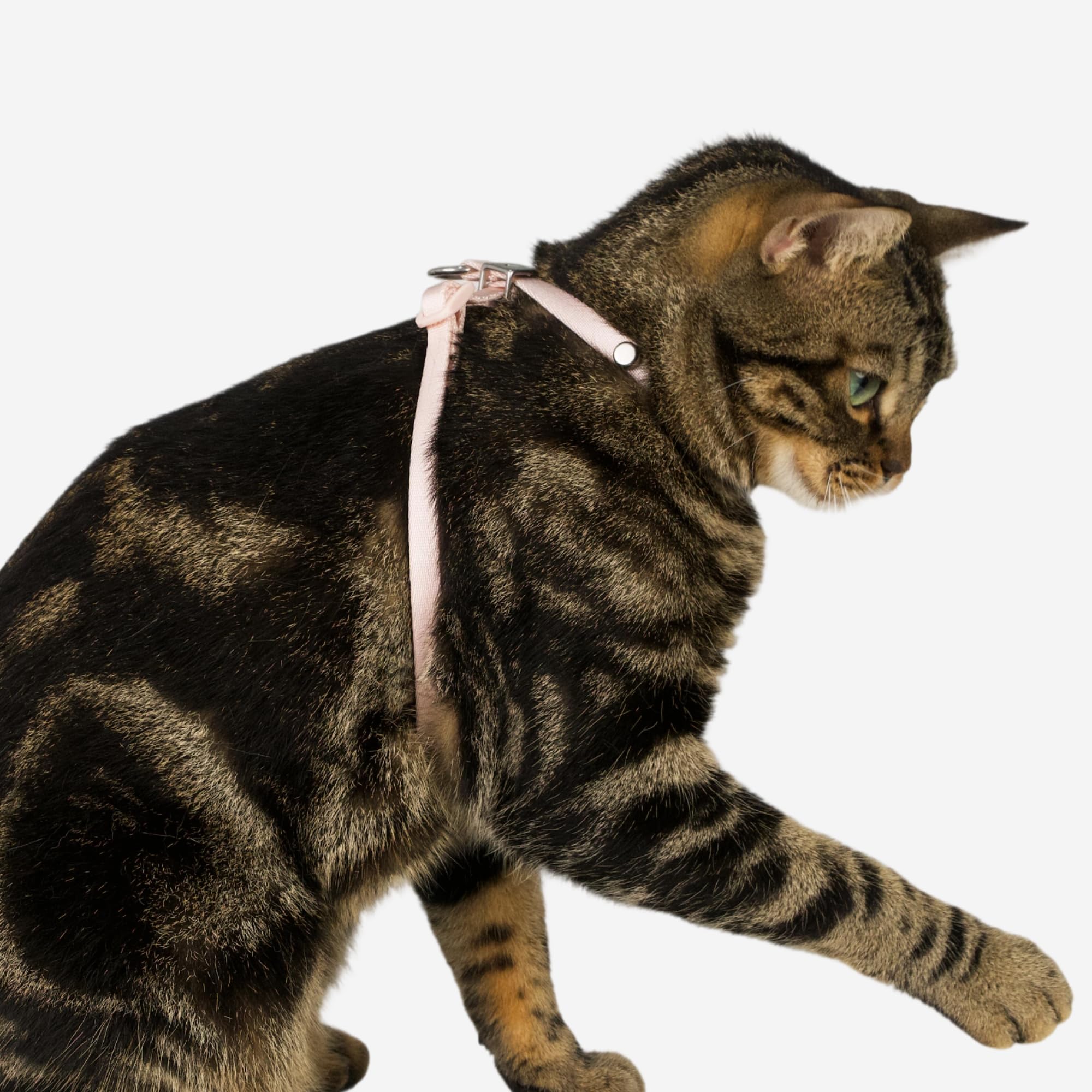 BuddyArmor lightweight harness suitable for kitten to large cats