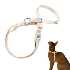 BuddyArmor escape-proof harness on cat, secure fit for confident outdoor walks