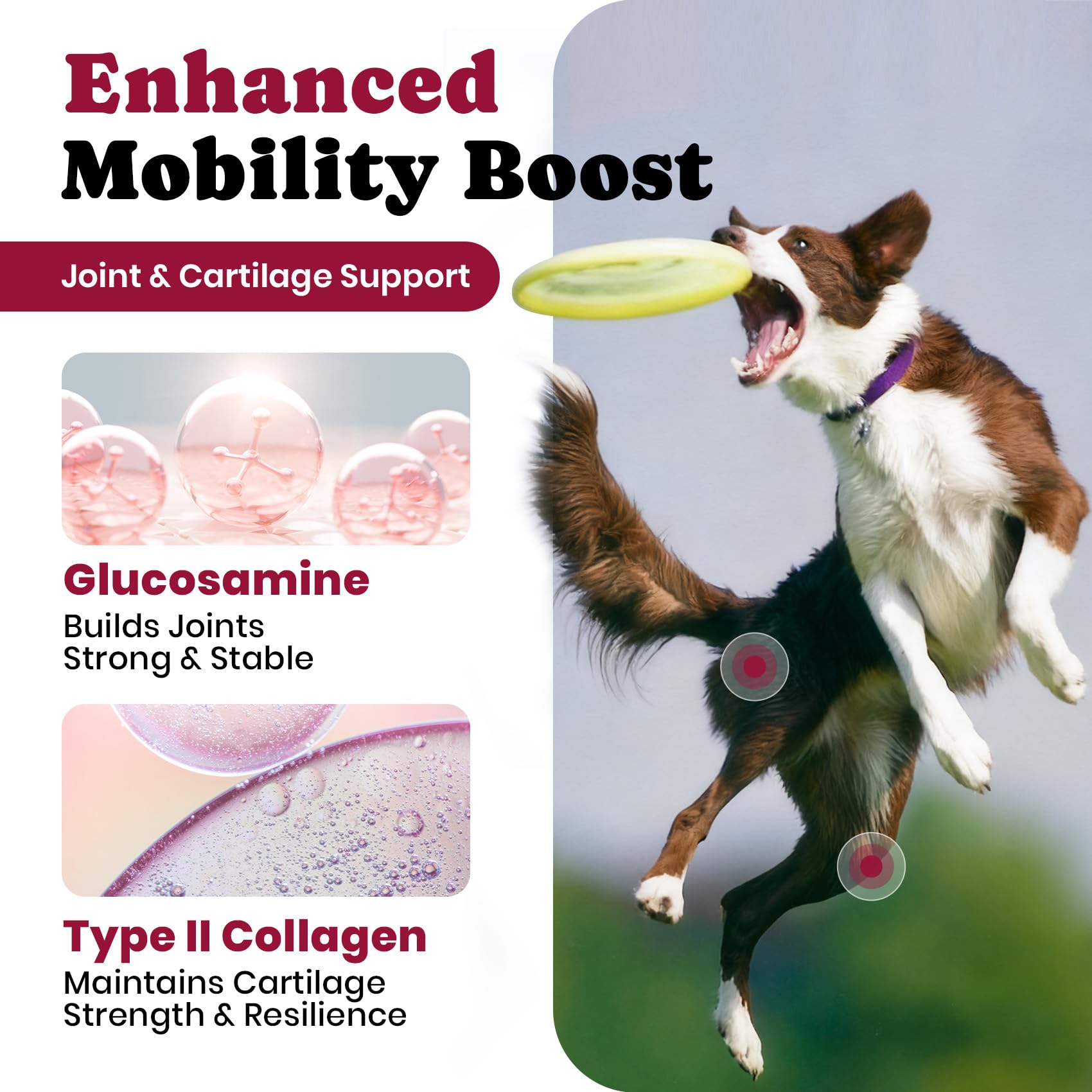 BuddyCheer hyaluronic acid dog supplement supports cartilage and smoother movement