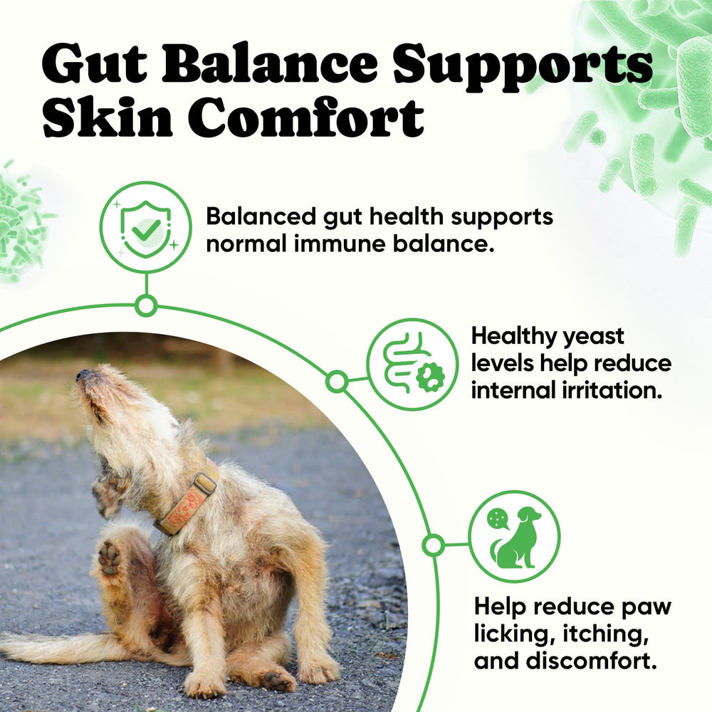 BuddyCheer Probiotics for Dogs dispensing chews from a bowl, easy daily addition.