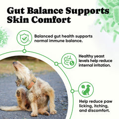 BuddyCheer Probiotics for Dogs dispensing chews from a bowl, easy daily addition.