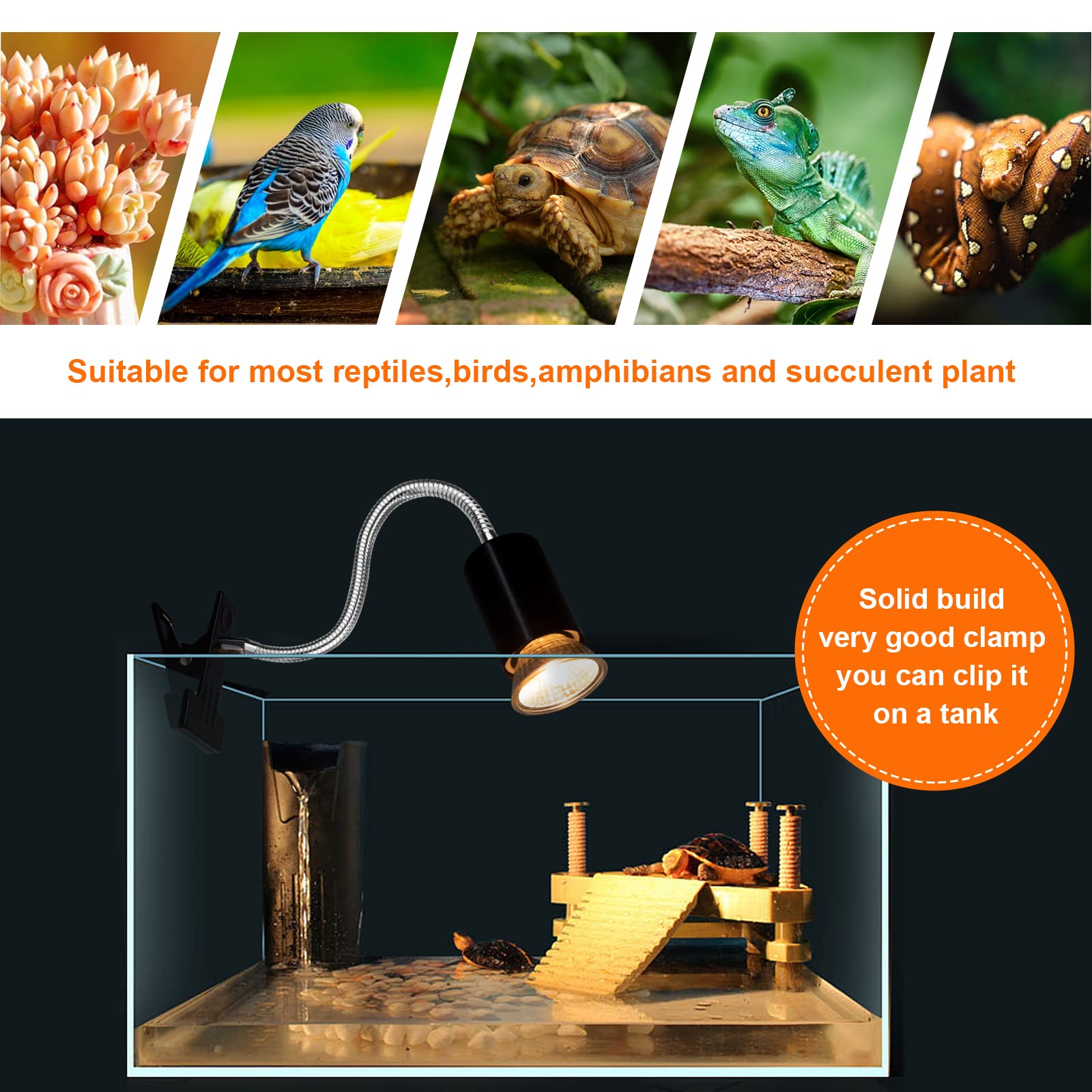 Buddypuppy Reptile Heat Lamp bearded dragon friendly setup example.
