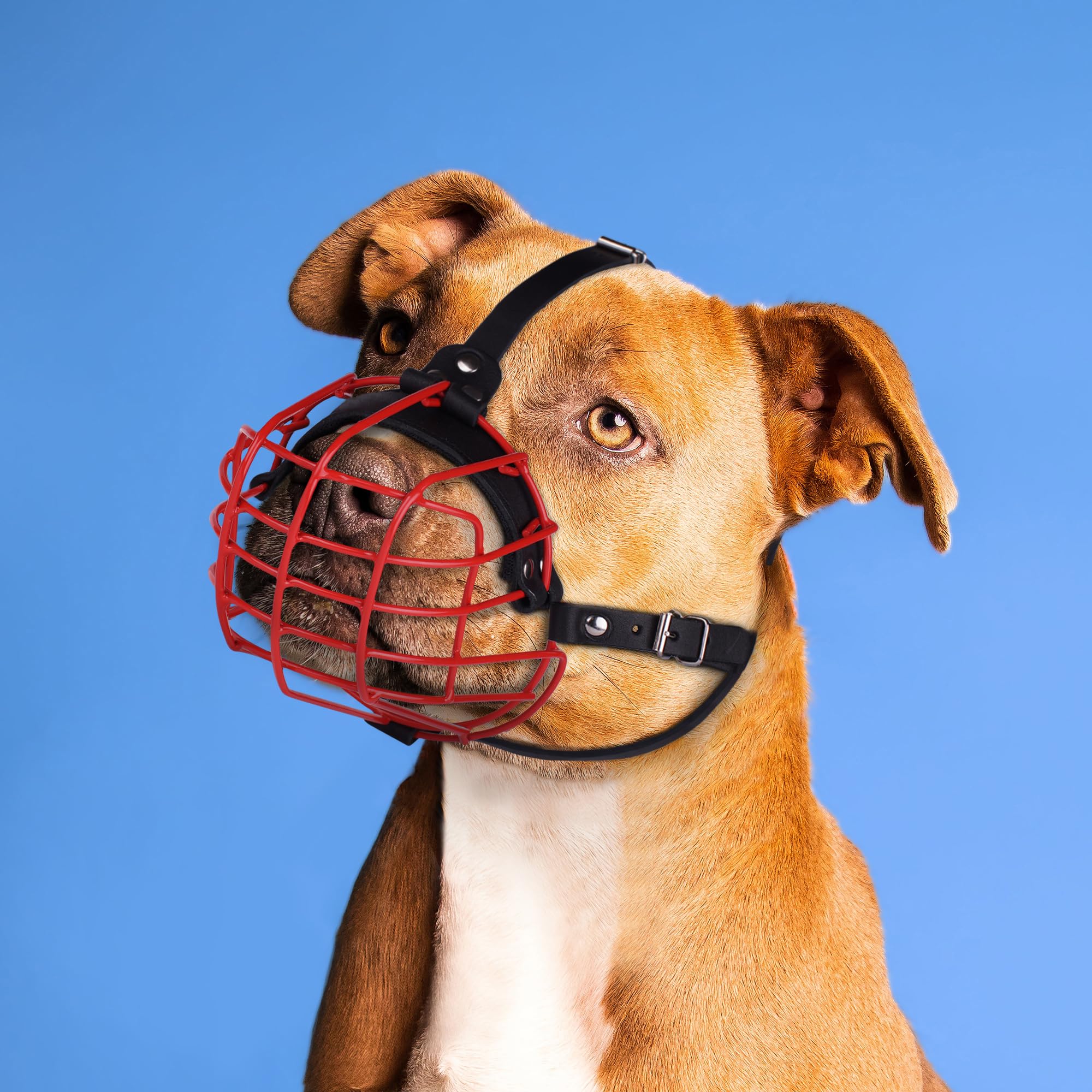 Budkas pitbull muzzle leather color options purple for a distinct look.