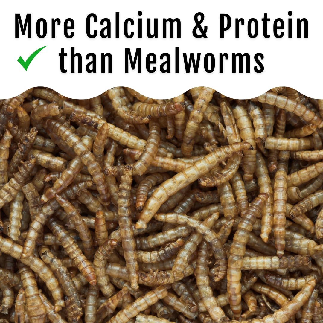 Buff Clucks GrubFuel chickens snacking, birds enjoy a sustainable protein boost.