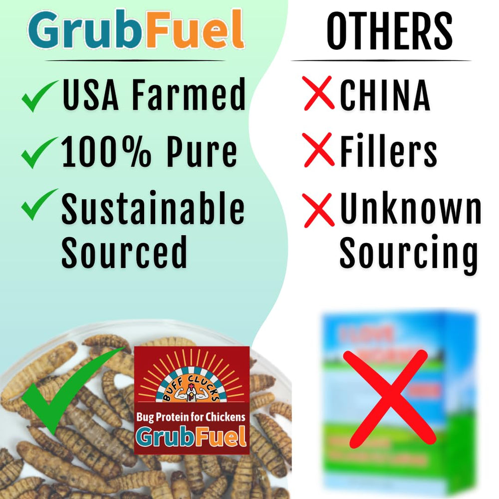 Buff Clucks GrubFuel closeup of dried larvae, high quality BSFL for digestion and resilience.