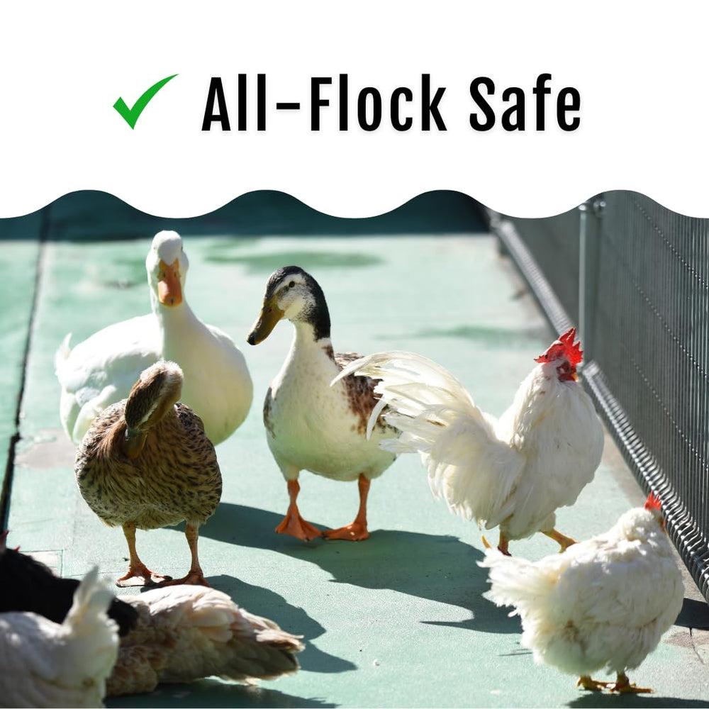 Buff Clucks GrubFuel nutrition chart, calcium and essential fats for plumage health.