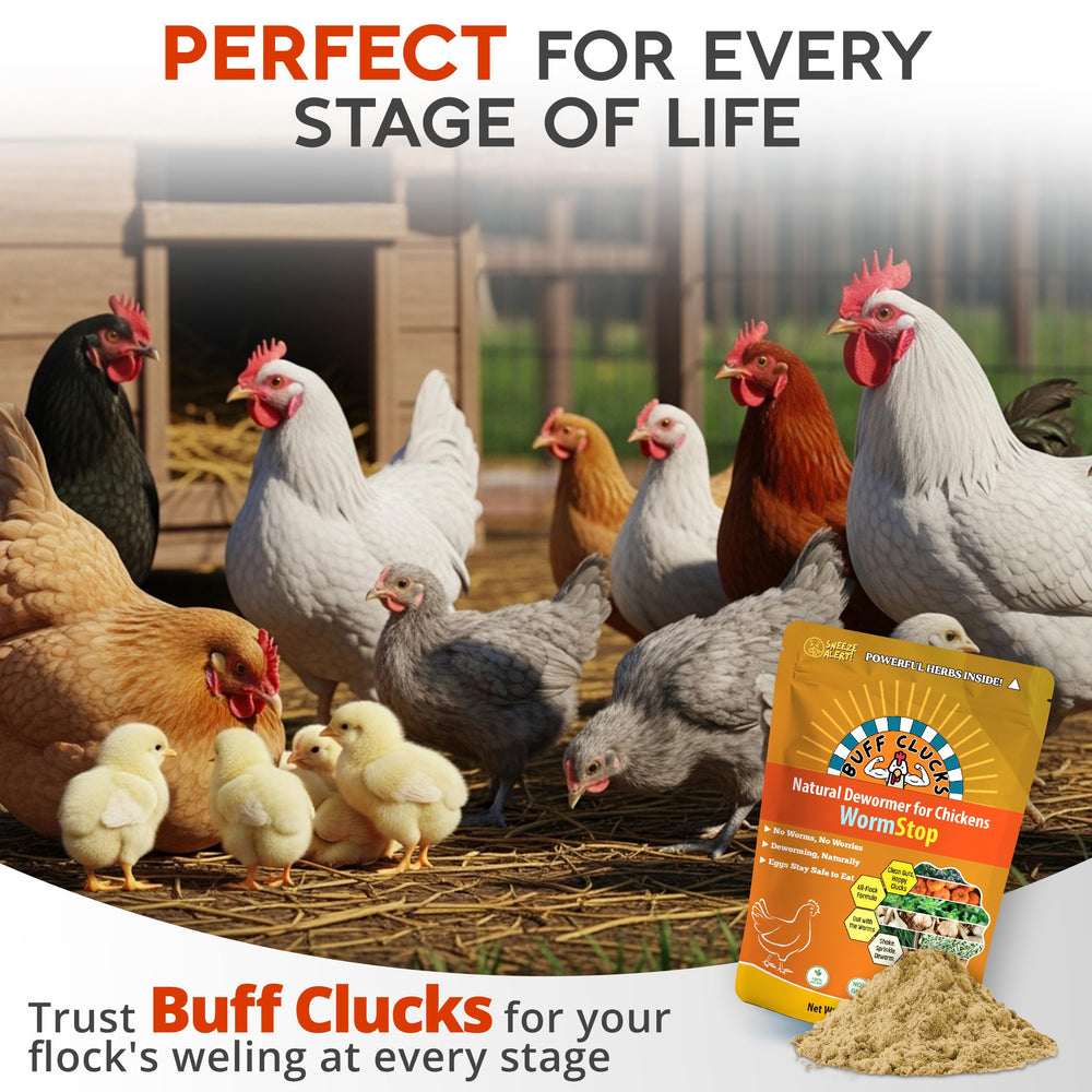 Buff Clucks WormStop hen daily wellness visuals suggest flock vitality