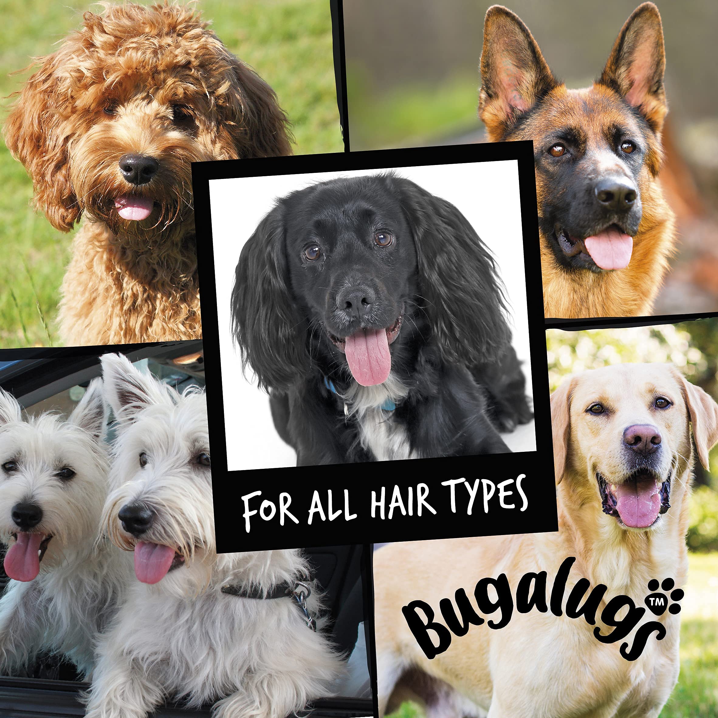 Bugalugs soft, shiny coat after washing with vegan formula.
