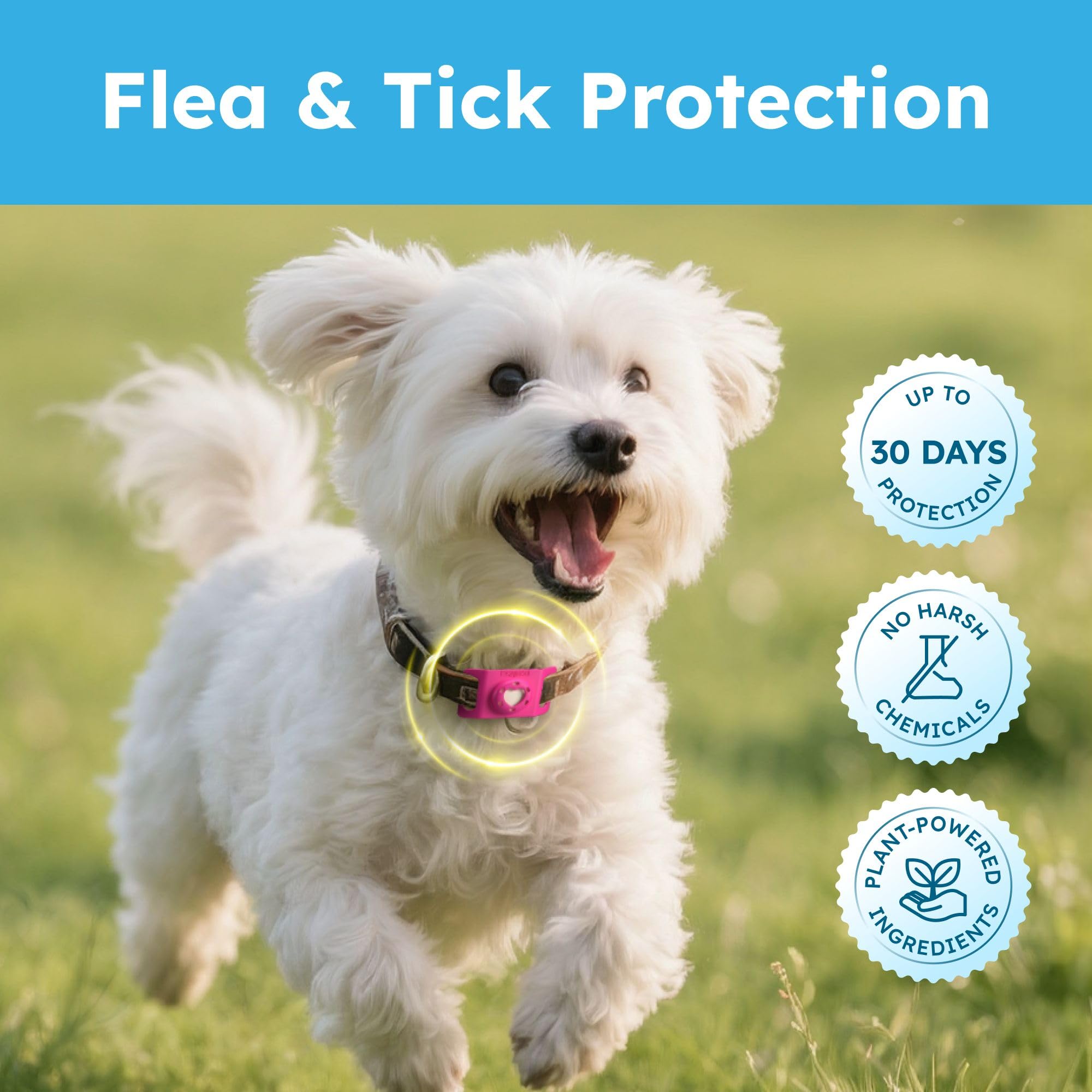 Dog collar with BugMD pendant showing collar harness compatibility